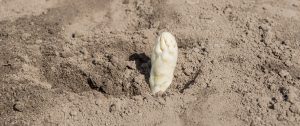 Spargel