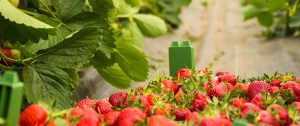 Hof Soltau, Erdbeeren, Spargel, Himbeeren, Heidelbeeren, Barsbüttel, Hamburg