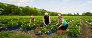 Hof Soltau, Erdbeeren, Spargel, Himbeeren, Heidelbeeren, Barsbüttel, Hamburg