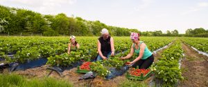 Hof Soltau, Erdbeeren, Spargel, Himbeeren, Heidelbeeren, Barsbüttel, Hamburg